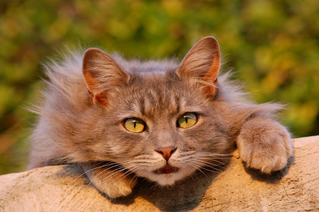 снился кот