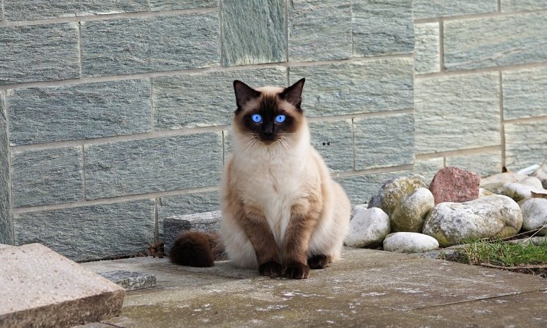 сон кот